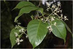 Apodytes dimidiata var. acutifolia